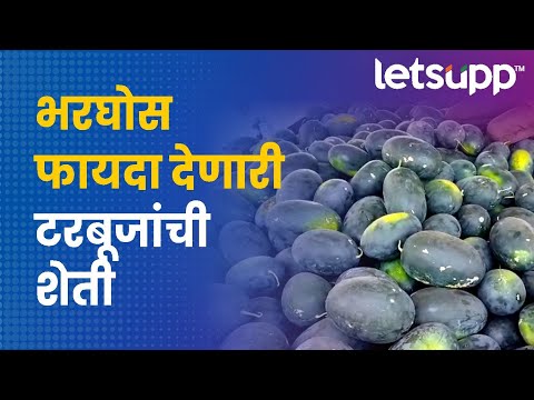 Water Melon Farming : 75 दिवसांत घेतले टरबूजाचे उत्पादन | LetsUpp Marathi