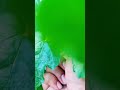 Mulberry fruit #shorts #short #fruit #forest #trending #viral #asmr #asmrsounds #relaxing