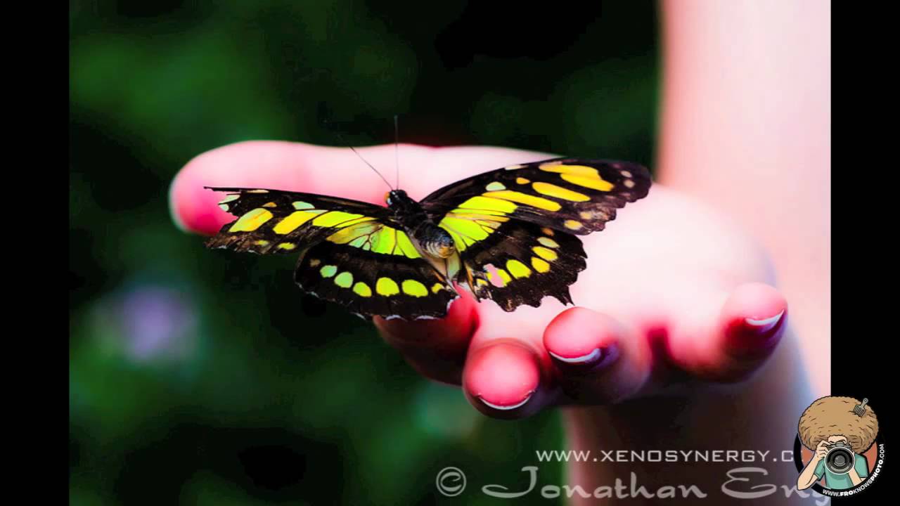 digital marketing Macro Photography Critique