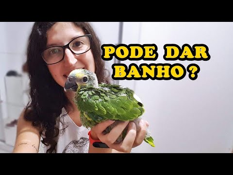 Vídeo: Como ensinar papagaios a falar (com imagens)