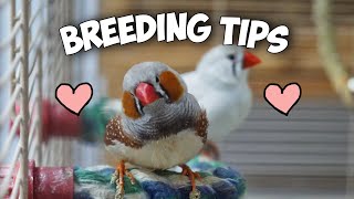 How to Breed Zebra Finches Step by Step