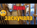 Кот меня прославил//Спасибо от Саши//Посылка из Кореи//Гуляем с собаками