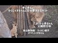 旭山動物園　父親修行中のオリト　手に余るとすぐイオちゃんに交代を要請するオリト　オリト＆イオ　ライオン親子　11月中旬