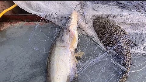 sào Lưới giữa ￼sông hồng trúng được đàn cá phi vào Lưới khổng lồ