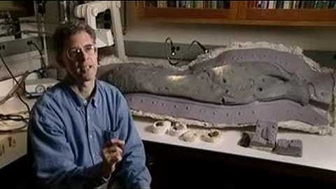 Sue - Fossil Preparation 2