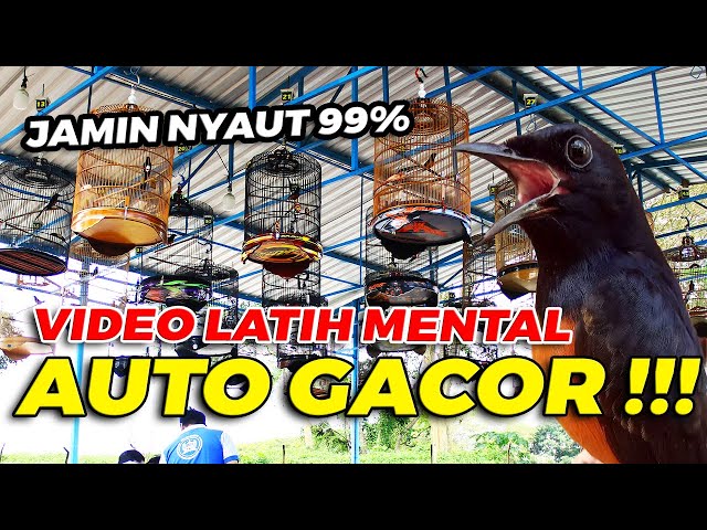 PANCINGAN EMOSI AUTO GACOR | Simulasi Lomba Murai Batu FULL TEMBAKAN PEDAS!! class=