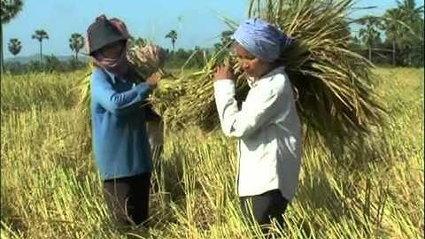 System of Rice Intensification in Cambodia