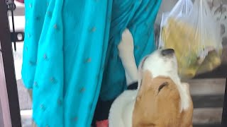apni Dadi se milke bahut khus hua Buddy #puppy #beagle #cute #dog #pets #funny #reels #bonding