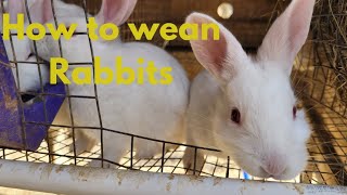 Rasing Rabbits Ep. 3 Weaning and Rebreeding by Deadwood Rabbitry 1,298 views 1 month ago 7 minutes, 4 seconds