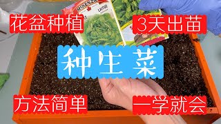 花盆种生菜 - 非常简单，种植方法适用菜地种植