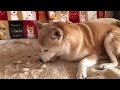 ウサギの耳を食べる柴犬