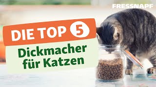 Top 5 Dickmacher für Katzen – und worauf ihr bei der Fütterung achten solltet