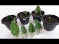Whale Fin Snake Plant / Sansevieria Masoniana Care & Leaf Propagation in Soil and Water