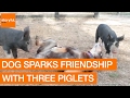 Dog Sparks Friendship with Three Piglets