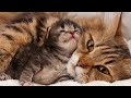 Cute Kittens and Their Mother