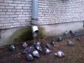 pigeons on watering