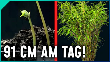 Welche Pflanze wächst 30 cm am Tag?