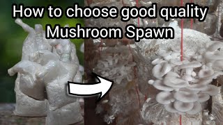 How to choose Mushroom Spawn | V11 | #spawn #mushroom #farming #businessideas #trending