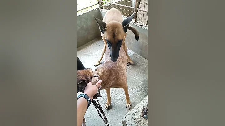 Another Breeding of Belgian Malinois