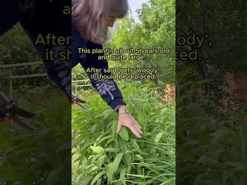 Video: Clary Sage Plant - Cara Menanam Clary Sage