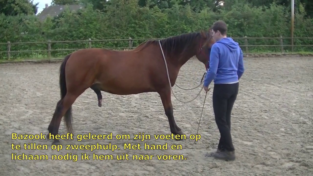 Vrijheidsdressuur Archieven - Alles Over Paard En Ruiter