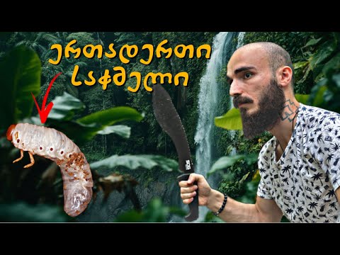 როგორ გადავრჩი 24 საათი ტყეში საკვების გარეშე ! მატლი შევჭამე ?!