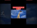 حزن دادان على موت ايس وتفكيرها بلوفي