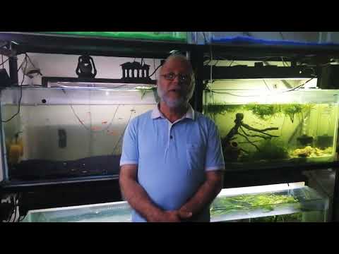 فيديو: كيفية التخطيط لحوض السمك من نوع واحد