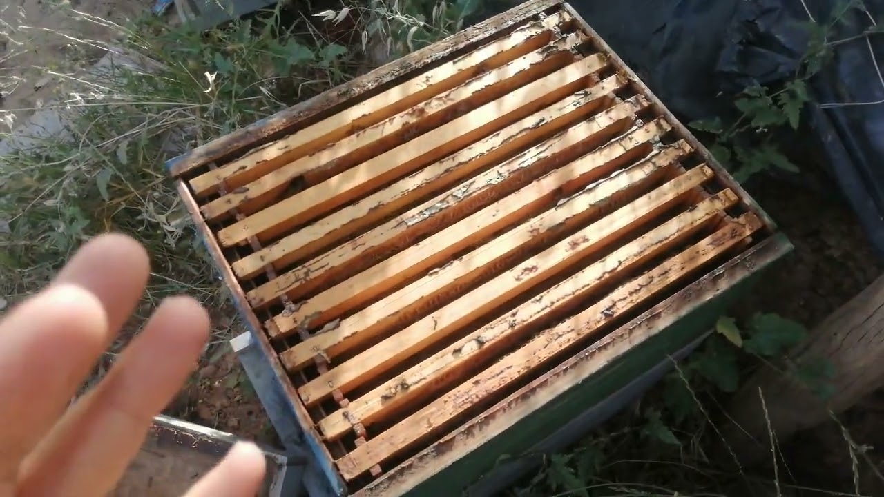 كيف تعرف ان نحلك بدأ يجمع العسل؟؟