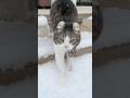 My cat Snow’s reaction to real snow is super cute! #cat #catreaction #funnycats #cutecat #catperson