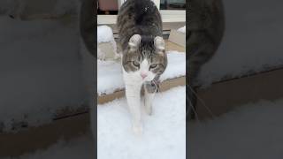My Cat Snows Reaction To Real Snow Is Super Cute cat catreaction funnycats cutecat catperson