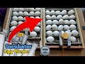 How to Make Automatic Egg Turner for Incubator // PVC Pipe Egg turner // SG Rangpur