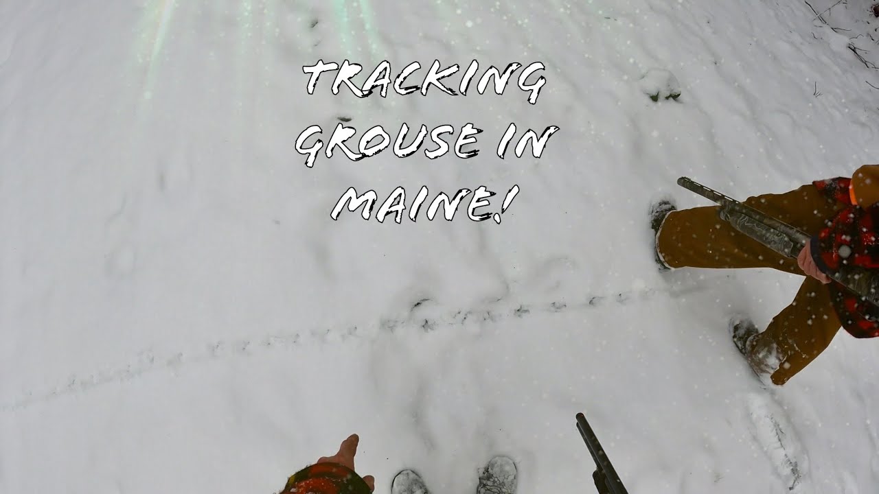 End of Year Grouse Hunt in Maine ~ Tracking a Grouse in Fresh Snow!