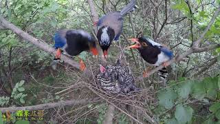 Is the cuckoo seen through? they were lost in thought杜鹃鸟被识破了？蓝鹊夫妇把村长也叫过来了，陷入了沉思