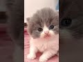 Cats cat catsrule funnypets cute funnycute viral cutecat trendingshorts kitty katzen