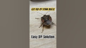 Eliminate stink bugs easily this fall! #stinkbug #diy