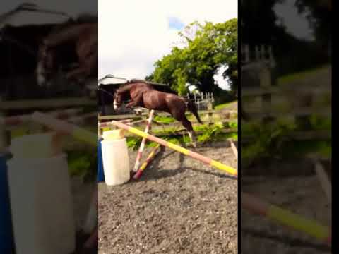 Jilly 7yr old loosejump