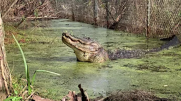 Do alligators hiss?