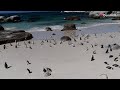 Африканским пингвинам грозит исчезновение