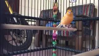 Masteran kenari ngeroll panjang