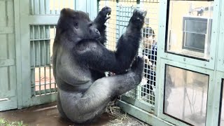 モモタロウの手足に手で直接オリーブオイルを塗る飼育員⭐️ゴリラGorilla【京都市動物園】Zookeeper apply olive oil to Momotaro&#39;s hands and feet