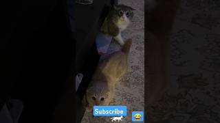 Cats Vs mask😝#cat #funny #foryou #catlovers #catmemes #cats #shorts #fyp #cutecat #catvideos #pets