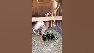 The Snake’s Fate After Targeting the Ducklings | 새끼 오리를 노린 뱀의 최후