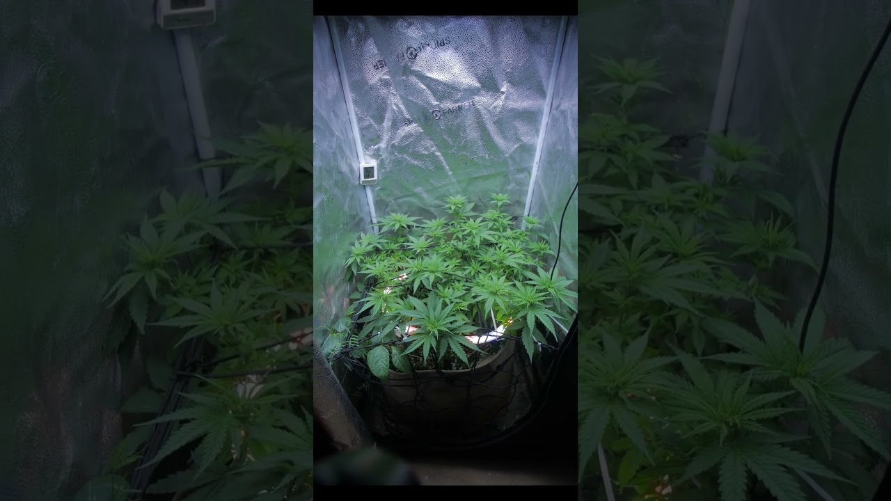 Battle of ChemDawg Quick Update