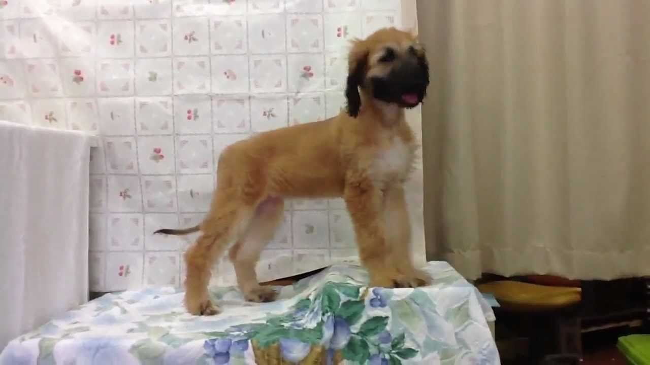 L315 犬 アフガン ハウンド 戌年 年賀 情熱セール