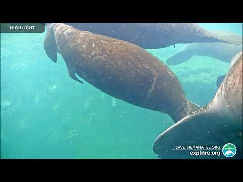 Underwater Webcam at Ellie Schiller Homosassa Springs Wildlife State Park