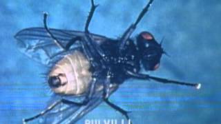 How Can a Fly Walk On a Wall? - Mr. Wizard's Quick Quiz