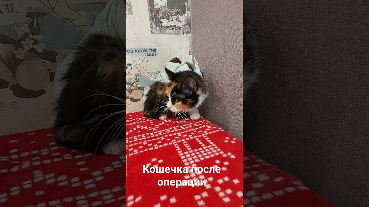 Кошкин дом, ветеринарный кабинет на Петропавловской улице в Кургане -  отзывы, фото, цены, телефон и адрес - Zoon.ru