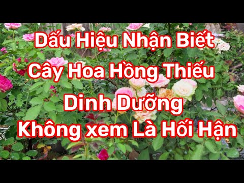 Video: Bệnh Rosette trên Hoa Hồng - Cách Trị Cây Chổi Phù Thủy Trên Hoa Hồng