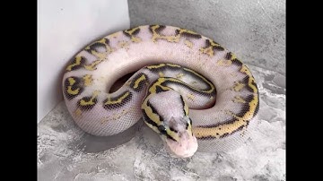 Super pastel freeway ball python